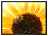 Biene auf Sonnenblume auf Leinwandbild gerahmt Größe 80x60
