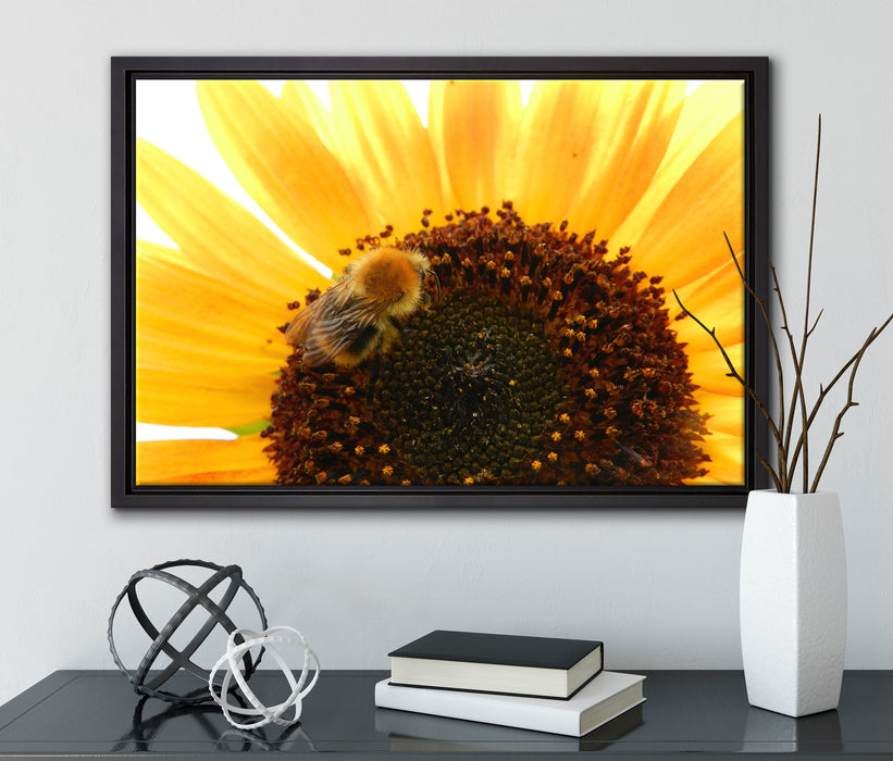 Biene auf Sonnenblume auf Leinwandbild gerahmt mit Kirschblüten