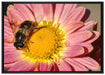 Biene auf Margarete auf Leinwandbild gerahmt Größe 100x70