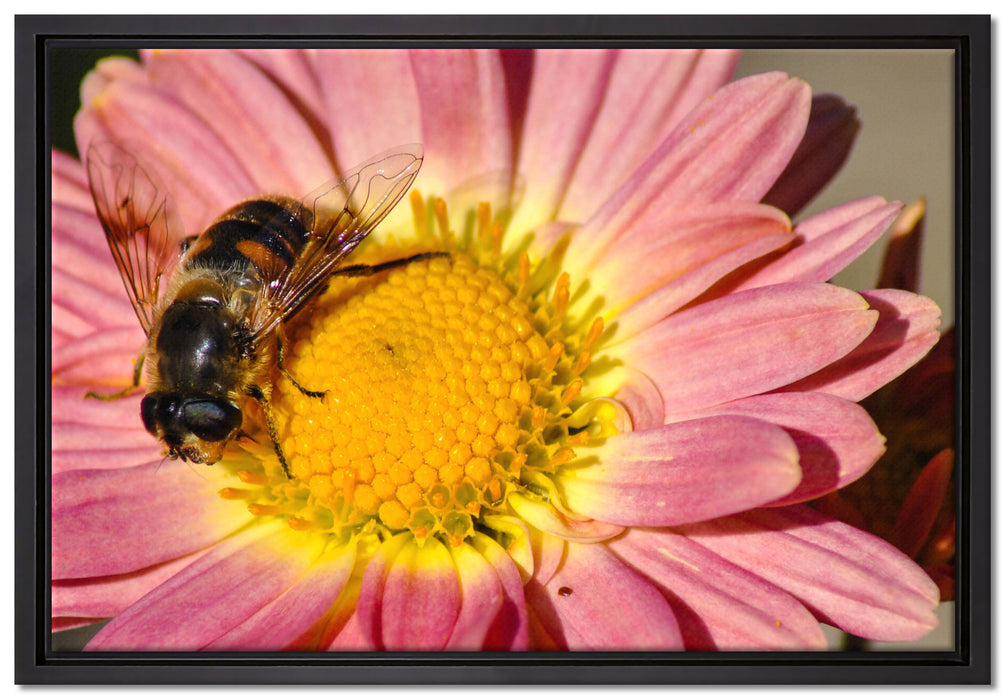 Biene auf Margarete auf Leinwandbild gerahmt Größe 60x40