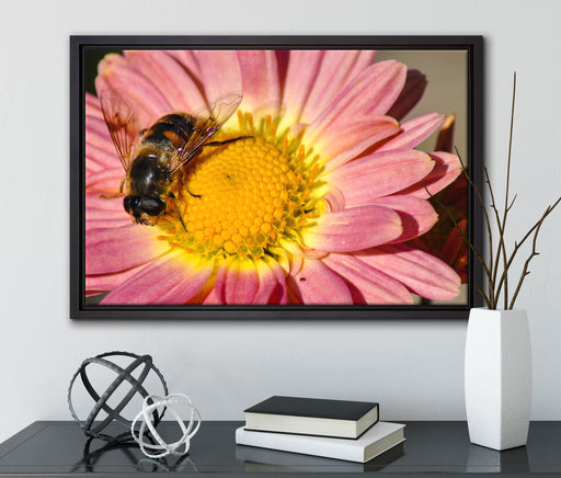 Biene auf Margarete auf Leinwandbild gerahmt mit Kirschblüten