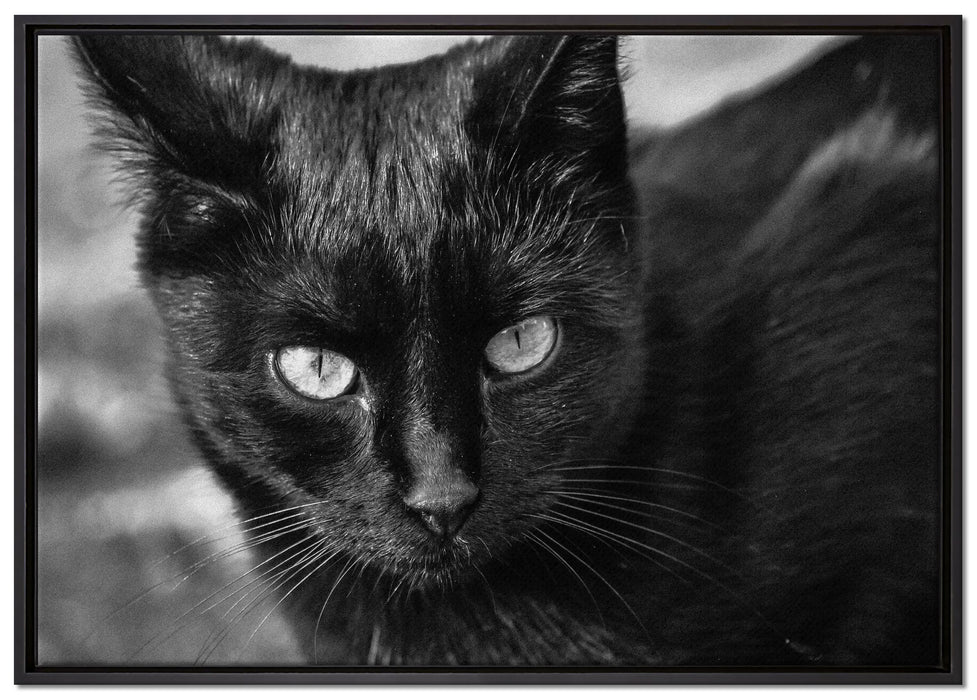 schwarze Katze auf Leinwandbild gerahmt Größe 100x70