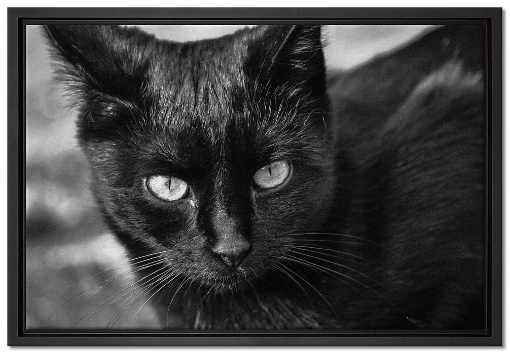 schwarze Katze auf Leinwandbild gerahmt Größe 60x40