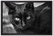 schwarze Katze auf Leinwandbild gerahmt Größe 60x40