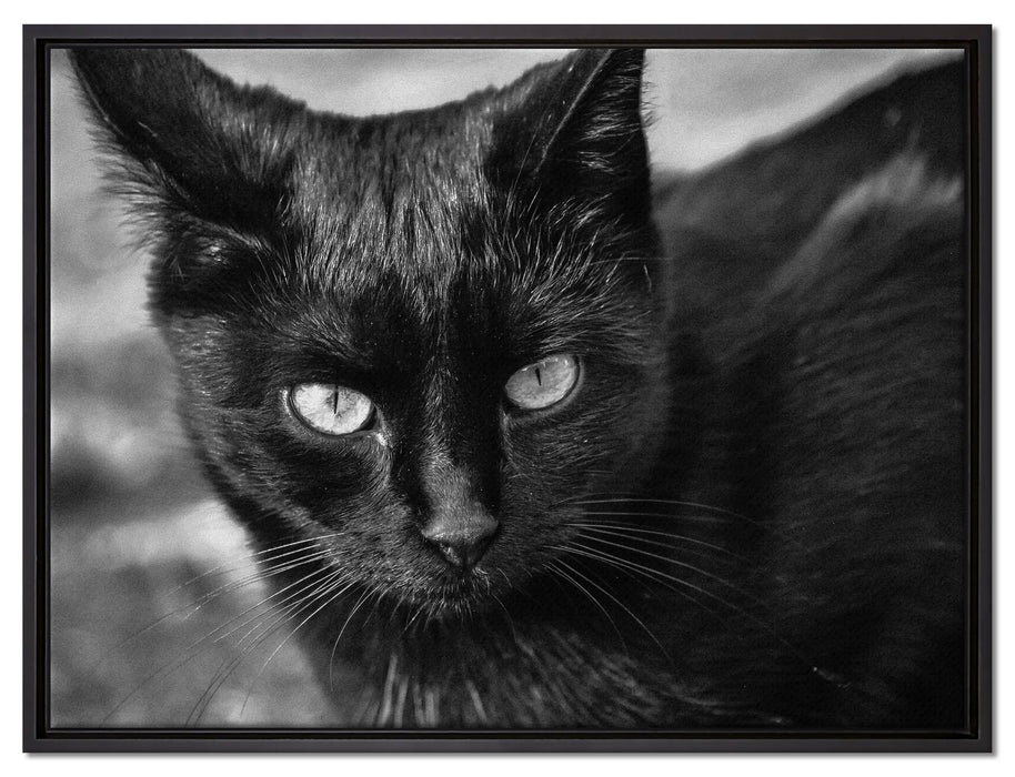 schwarze Katze auf Leinwandbild gerahmt Größe 80x60