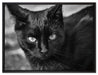 schwarze Katze auf Leinwandbild gerahmt Größe 80x60