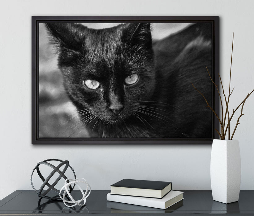 schwarze Katze auf Leinwandbild gerahmt mit Kirschblüten