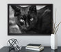 schwarze Katze auf Leinwandbild gerahmt mit Kirschblüten