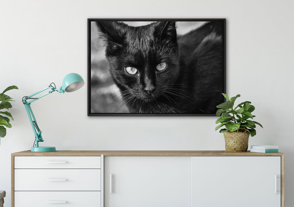 schwarze Katze auf Leinwandbild gerahmt verschiedene Größen im Wohnzimmer