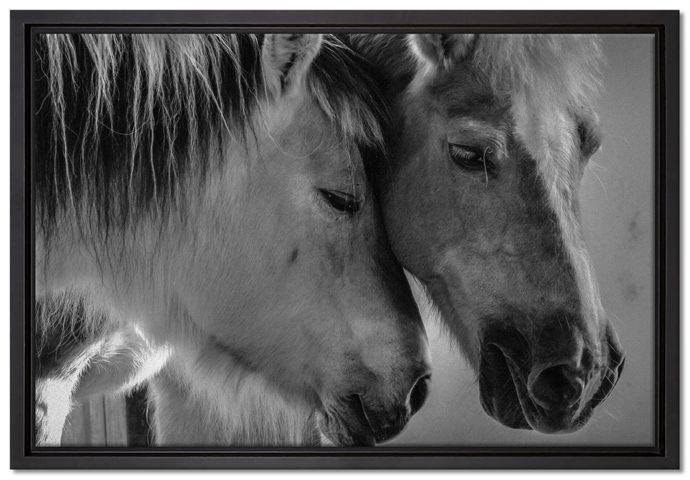 zwei liebevolle Pferde auf Leinwandbild gerahmt Größe 60x40