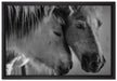 zwei liebevolle Pferde auf Leinwandbild gerahmt Größe 60x40