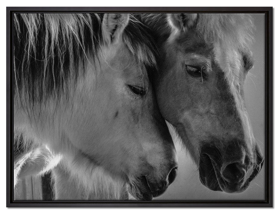 zwei liebevolle Pferde auf Leinwandbild gerahmt Größe 80x60