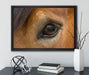 sanfte große Pferdeaugen auf Leinwandbild gerahmt mit Kirschblüten