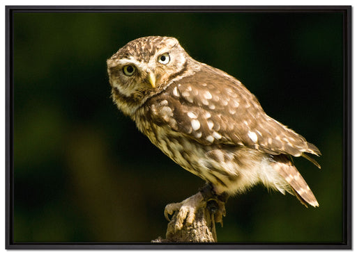 kleine Eule auf Leinwandbild gerahmt Größe 100x70