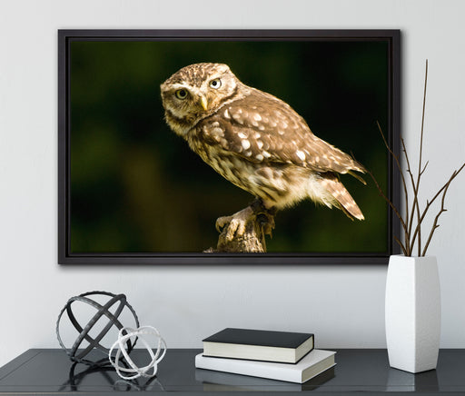 kleine Eule auf Leinwandbild gerahmt mit Kirschblüten