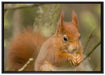 Kleines Eichhörnchen auf Leinwandbild gerahmt Größe 100x70