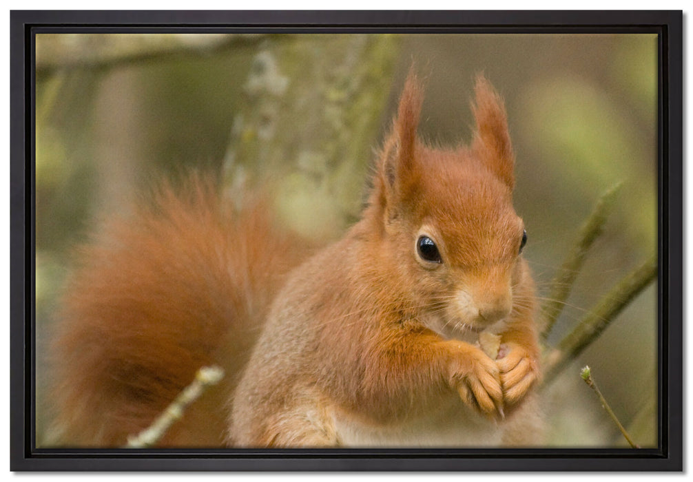 Kleines Eichhörnchen auf Leinwandbild gerahmt Größe 60x40