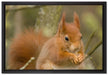 Kleines Eichhörnchen auf Leinwandbild gerahmt Größe 60x40
