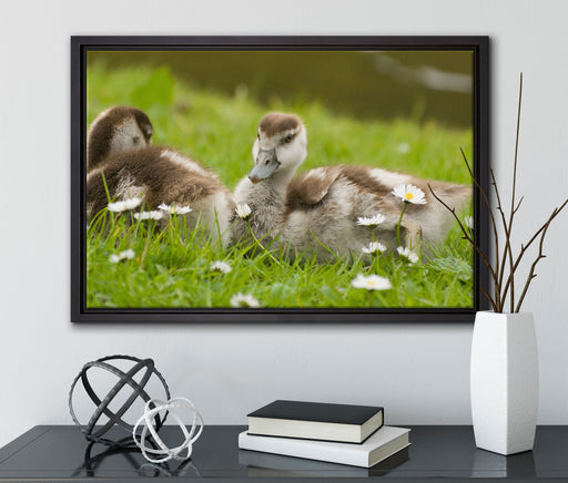 Kühe auf Wiese auf Leinwandbild gerahmt mit Kirschblüten