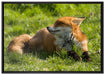 Kleiner Fuchs auf Wiese auf Leinwandbild gerahmt Größe 100x70
