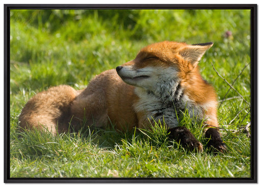 Kleiner Fuchs auf Wiese auf Leinwandbild gerahmt Größe 100x70