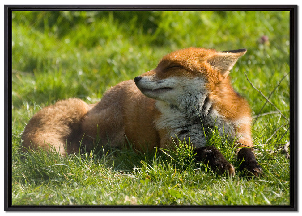 Kleiner Fuchs auf Wiese auf Leinwandbild gerahmt Größe 100x70