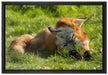 Kleiner Fuchs auf Wiese auf Leinwandbild gerahmt Größe 60x40