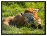 Kleiner Fuchs auf Wiese auf Leinwandbild gerahmt Größe 80x60