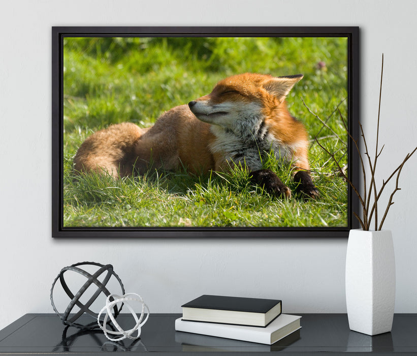 Kleiner Fuchs auf Wiese auf Leinwandbild gerahmt mit Kirschblüten