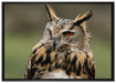 schöne Waldohreule auf Leinwandbild gerahmt Größe 100x70
