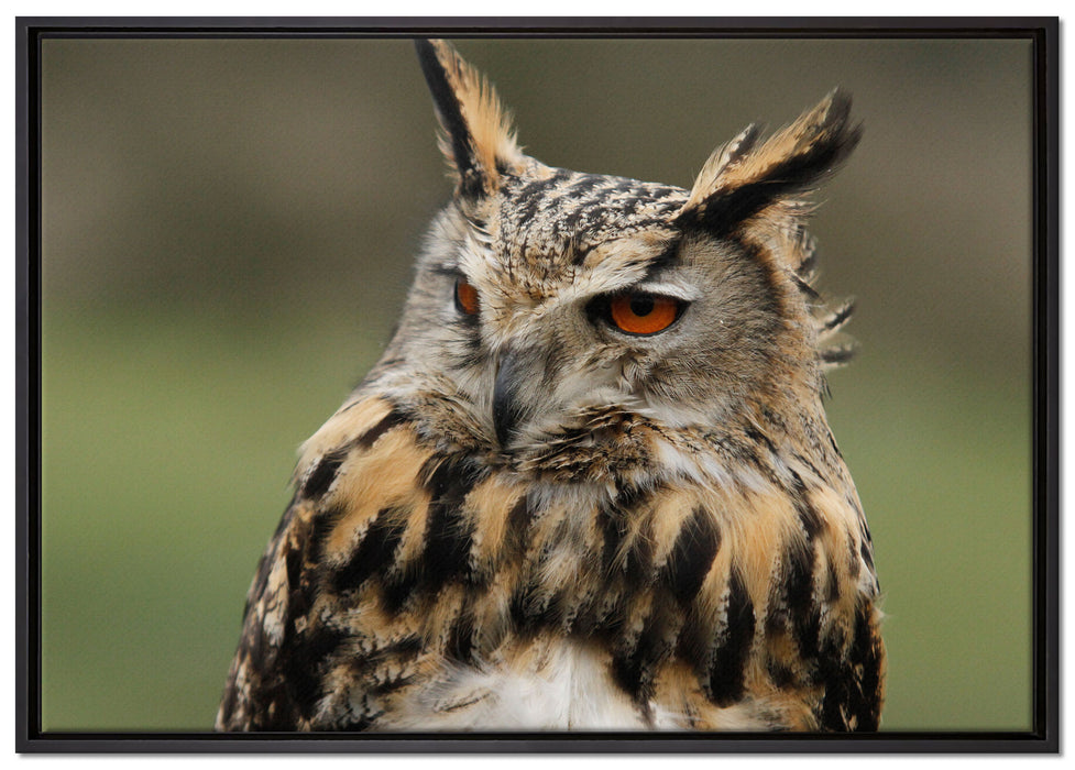 schöne Waldohreule auf Leinwandbild gerahmt Größe 100x70