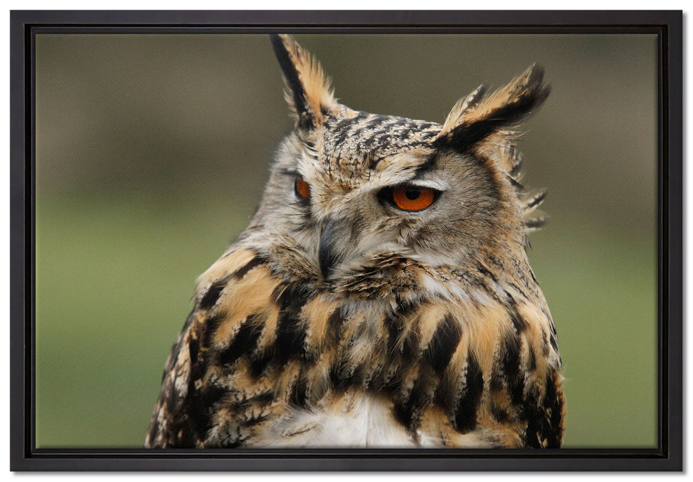 schöne Waldohreule auf Leinwandbild gerahmt Größe 60x40
