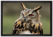 schöne Waldohreule auf Leinwandbild gerahmt Größe 60x40