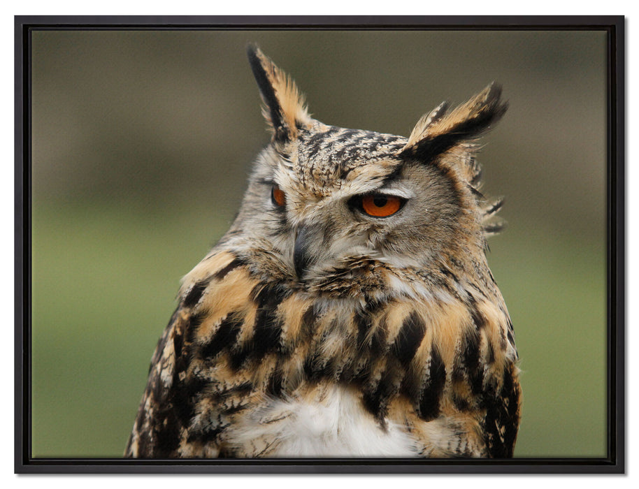 schöne Waldohreule auf Leinwandbild gerahmt Größe 80x60