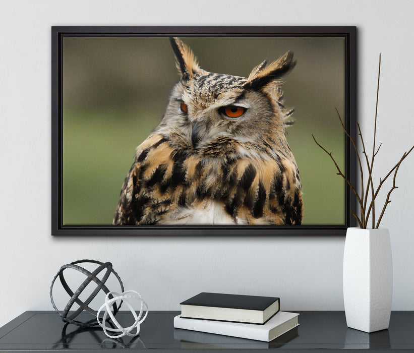 schöne Waldohreule auf Leinwandbild gerahmt mit Kirschblüten