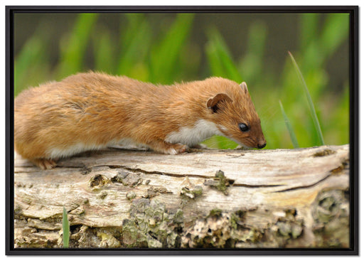 wildes Frettchen auf Leinwandbild gerahmt Größe 100x70