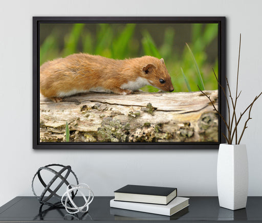 wildes Frettchen auf Leinwandbild gerahmt mit Kirschblüten