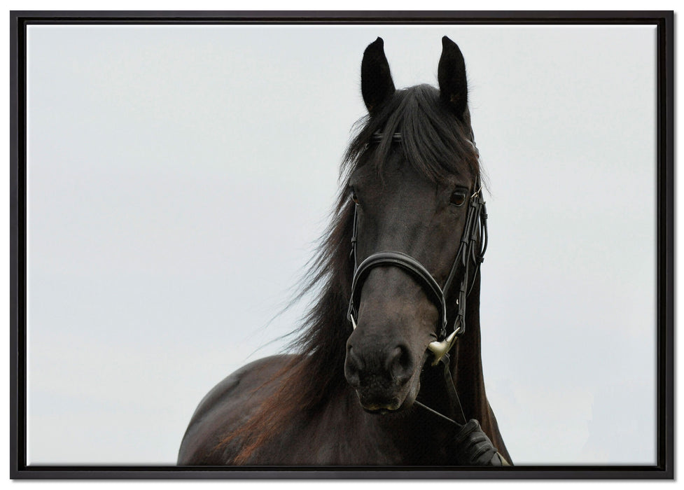 Schönes Pferd auf Leinwandbild gerahmt Größe 100x70