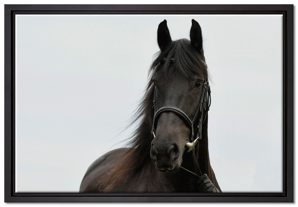 Schönes Pferd auf Leinwandbild gerahmt Größe 60x40