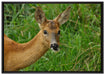 Reh beim Fressen auf Leinwandbild gerahmt Größe 100x70