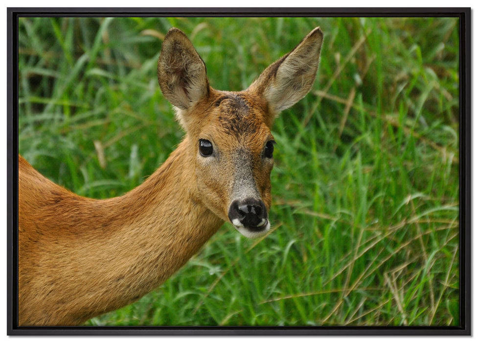 Reh beim Fressen auf Leinwandbild gerahmt Größe 100x70
