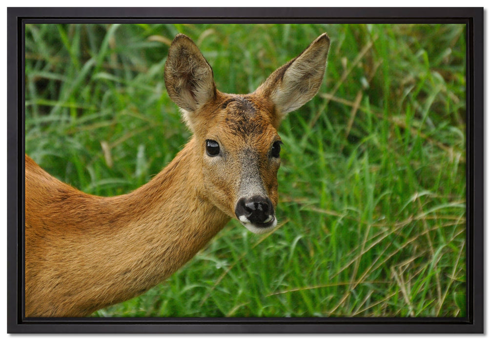 Reh beim Fressen auf Leinwandbild gerahmt Größe 60x40