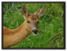 Reh beim Fressen auf Leinwandbild gerahmt Größe 80x60