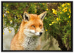 aufschauender Fuchs auf Leinwandbild gerahmt Größe 100x70