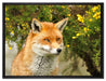 aufschauender Fuchs auf Leinwandbild gerahmt Größe 80x60