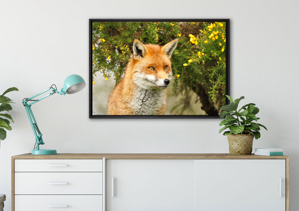 aufschauender Fuchs auf Leinwandbild gerahmt verschiedene Größen im Wohnzimmer