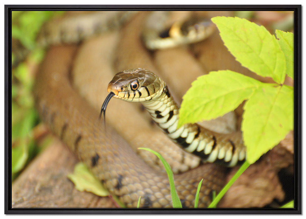 beeindruckende Schlange auf Leinwandbild gerahmt Größe 100x70