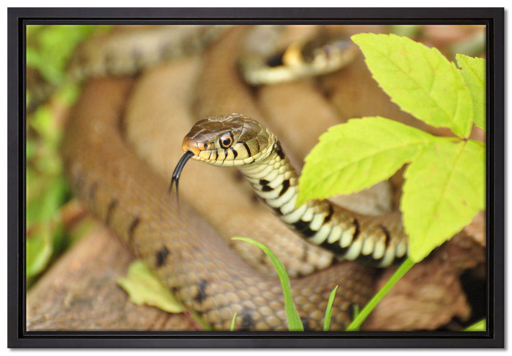 beeindruckende Schlange auf Leinwandbild gerahmt Größe 60x40