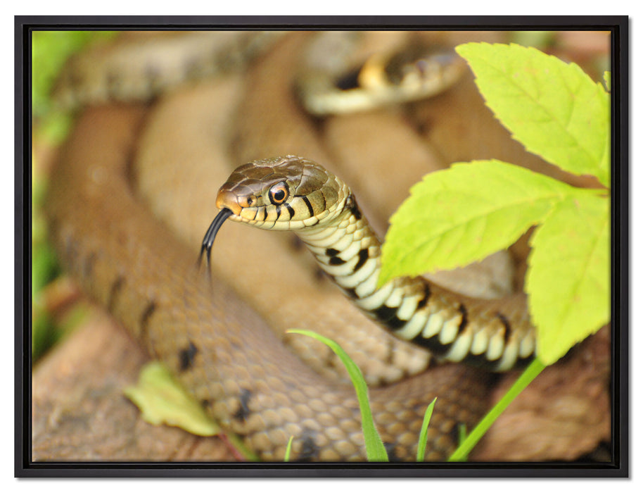 beeindruckende Schlange auf Leinwandbild gerahmt Größe 80x60