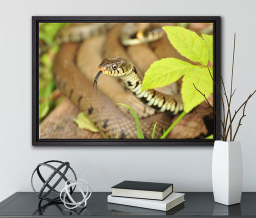 beeindruckende Schlange auf Leinwandbild gerahmt mit Kirschblüten
